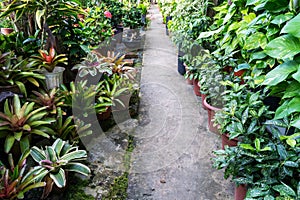 Tropical nursery garden with bromeliad, philodendron and Dracaena Surcolosa Gold Dust Plant