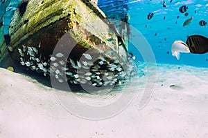Tropical ocean with wreck of boat on sandy bottom and school of fish, underwater