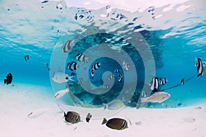 Tropical ocean with wreck of boat on sandy bottom and school of fish, underwater in Mauritius