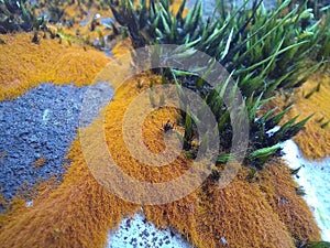 Tropical orange lichen and dark green spiky moss on rock macro