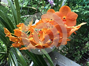 Tropical orange orchid