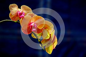 Tropical orange phalaenopsis blume orchid blossoms against blue background photo