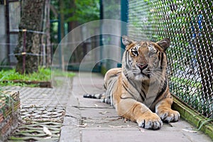 Tropical Orange Striped Tiger Portrait in Tiger Temple Thailand