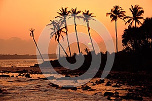 Tropical Orange Sunset Palm Silhouette Landscape