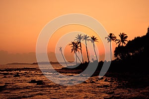 Tropical Orange Sunset Palm Silhouette Landscape. Sri Lanka Beach