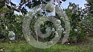 Tropical orchard with pomelo trees