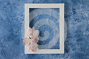 tropical orchid on blue and white background