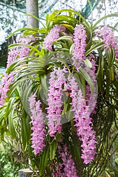 Tropical orchid flower (Aerides multiflora Roxb) bloom