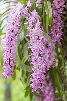 Tropical orchid flower (Aerides multiflora Roxb) bloom