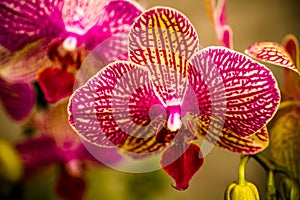Tropical Orchid Flower Blossoms