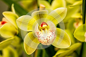 Tropical Orchid Flower Blossoms