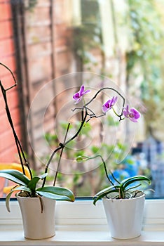 Tropical Orchid Phalaenopsis against window ledge and glass