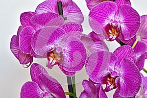 Tropical orchid phalaenopsis flowers