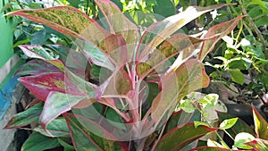 Tropical ornamental plant 'Aglaonema commutatum' with long leaves