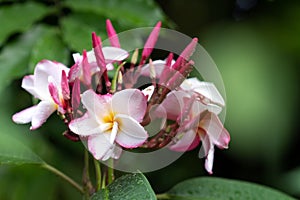 Tropical pagoda flowers blooming with water drops on petal, freshness feeling