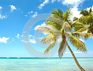 Tropical palm and caribbean sea