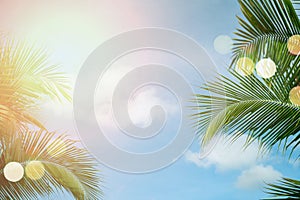 Tropical palm coconut trees on sunset sky flare and bokeh nature background