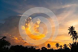 Tropical palm coconut trees on sunset.