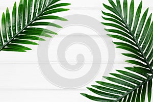 Tropical palm dark green leaves on white wooden boards. Copy space. Abstract floral frame background