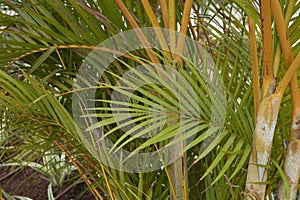 Tropical palm of Dypsis lutescens