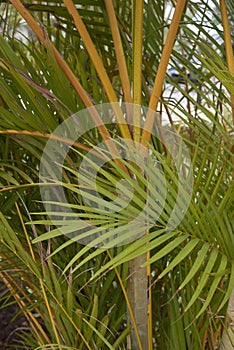 Tropical palm of Dypsis lutescens