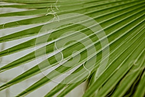 Tropical palm foliage. fresh green palm leaf