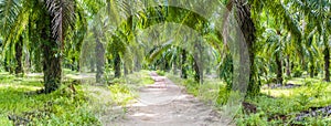 Tropical palm forest in Koh Lanta