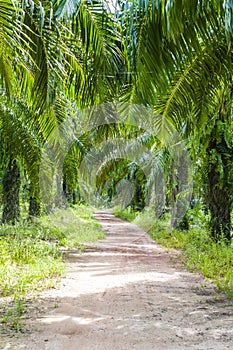 Tropical palm forest in Koh Lanta