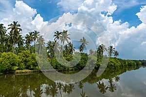 Tropical palm forest on the river bank. Tropical thickets mangrove forest on the island of Sri Lanka.