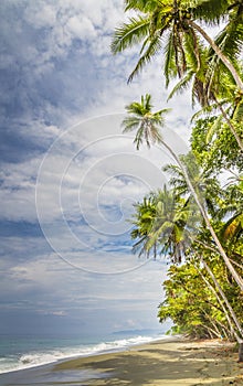 Tropical palm fringed beach