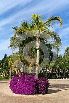 Tropical Palm Garden with Flowers