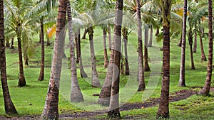 A tropical palm grove