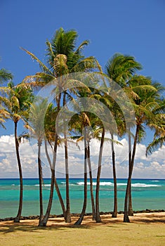 Tropical palm grove on beach photo