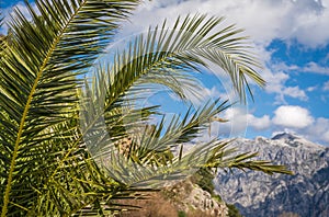 Tropical palm in Kotor Bay