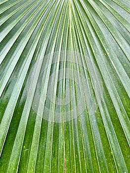 Tropical palm leaf in closeup