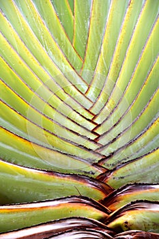 Tropical palm leaf in closeup structure