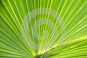 Tropical palm leaf filling the frame, close-up blurred shot of a lush foliage plant forming an interesting radiant pattern