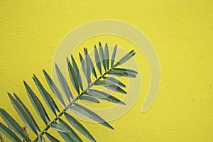 Tropical palm leaf islolated yellow background