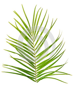 Tropical palm leaf. Isolate on white background