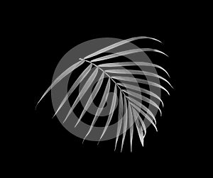 Tropical palm leaf isolated on black white for summer background