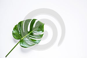 Tropical palm leaf isolated photo