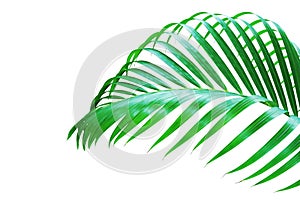 Tropical Palm Leaf Isolated on White Background