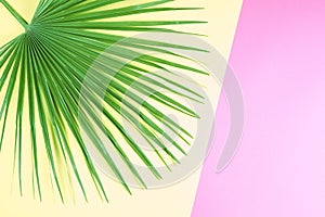 Tropical palm leaf on pastel colorful background.