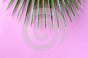 Palm leaf pink background. Vacation, travel, summer sale concept.