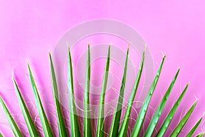 Palm leaf pink background. Vacation, travel, summer sale concept.