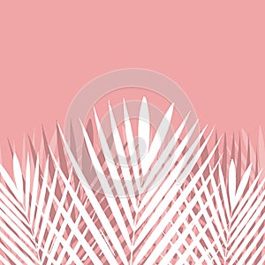 Tropical Palm leaf on pink background.