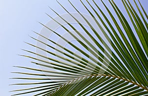 Tropical palm leave