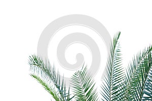 Tropical palm leave on white isolated background for green foliage backdrop