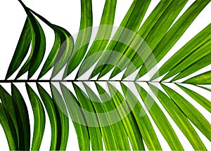Tropical palm leaves, abstract green nature pattern for wall art