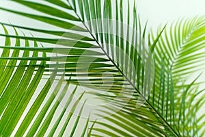 Tropical palm leaves background